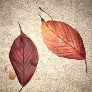 Meet your Posher, Suzie